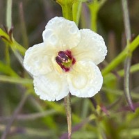 Sopubia trifida Buch.-Ham. ex D.Don